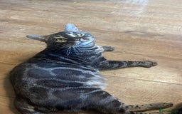 Bengal cats for stud: OUTSTANDING SILVER CHARCOAL BENGAL STUD - Image 4