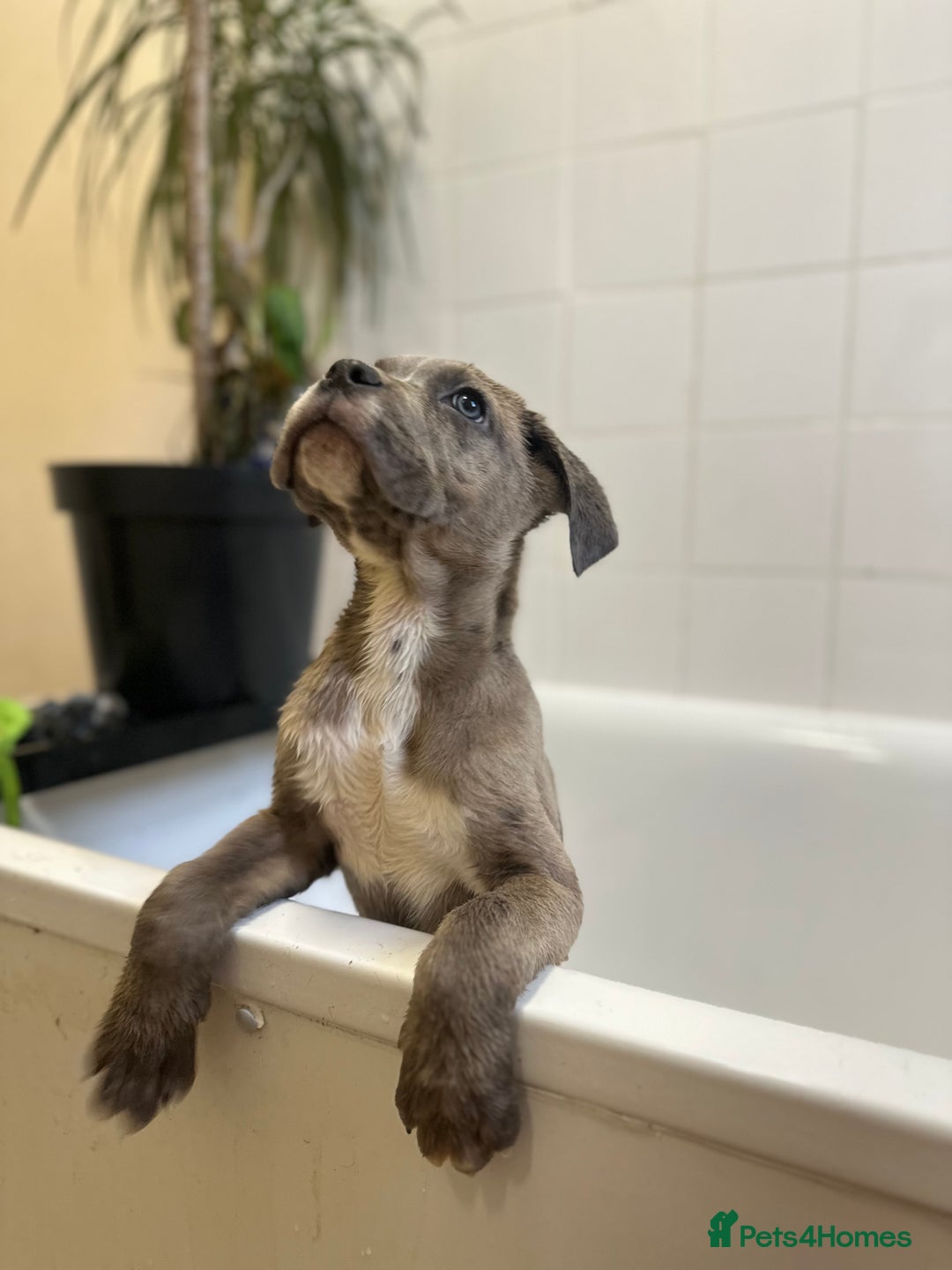 Cane Corso dogs for sale: Cane corso puppies  - Advert 8