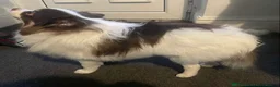 Pomeranian dogs for sale: Beautiful 3 year old fox faced Pomeranian male  - Advert 8