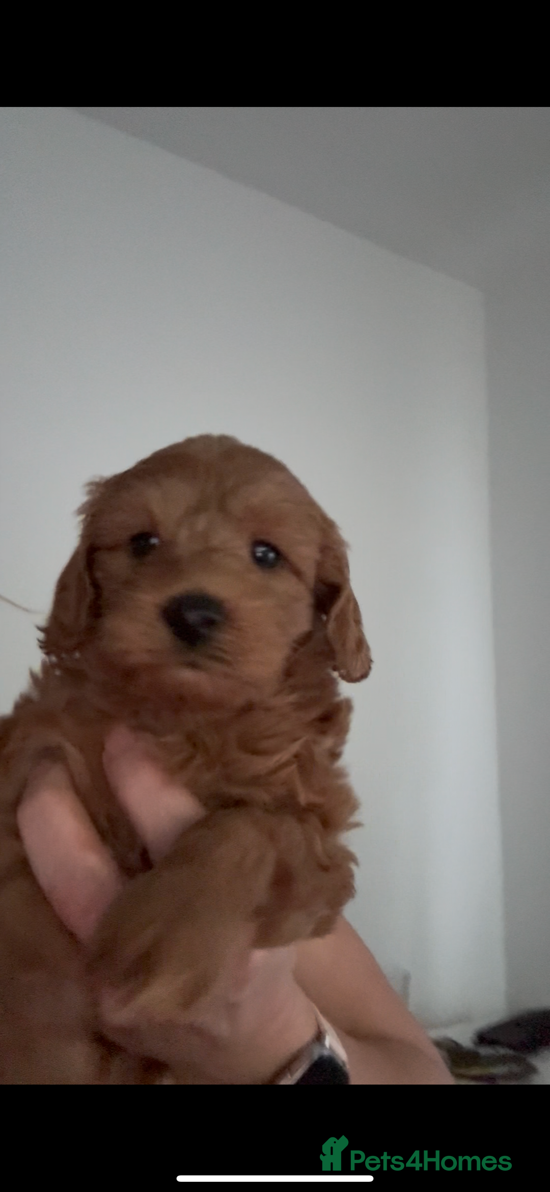 Cockapoo dogs for sale: Cockapoo F1b Male - Advert 10