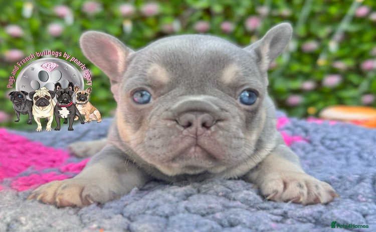 French Bulldog dogs - Advert 4