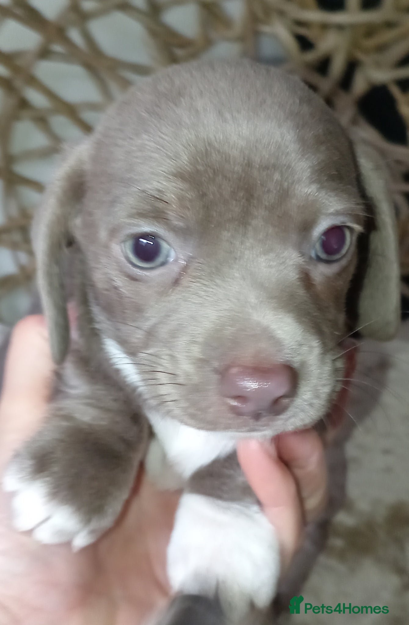 Chiweenie dogs Beautiful Chiweenies - Advert 2