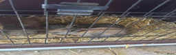 Continental Giant rabbits for sale: Giant continental x French lop - Advert 13