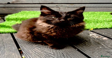 Ragdoll cats - Advert 14