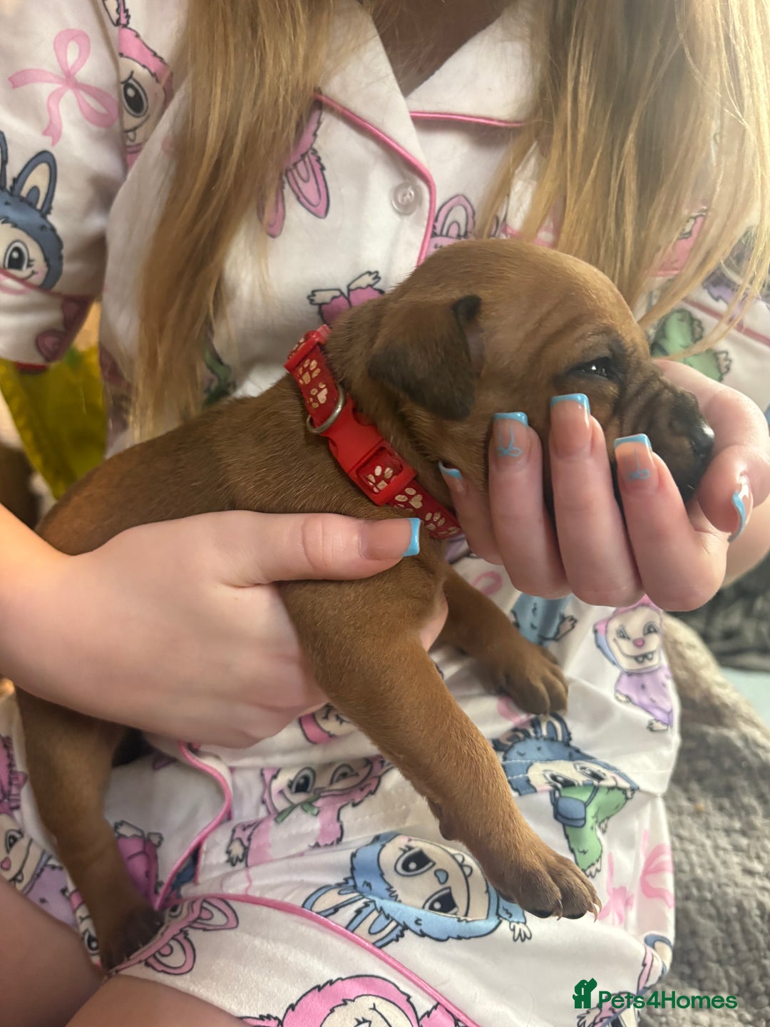 Mixed Breed dogs for sale: Staffy pups - Advert 28