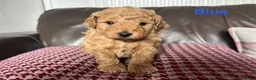 Toy Poodle dogs for sale: Gorgeous Toy Poodle Looking for Their Forever Home - Advert 13