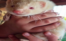 Ferret rodents for sale: ferret kits hobs and jills for sale - Image 14