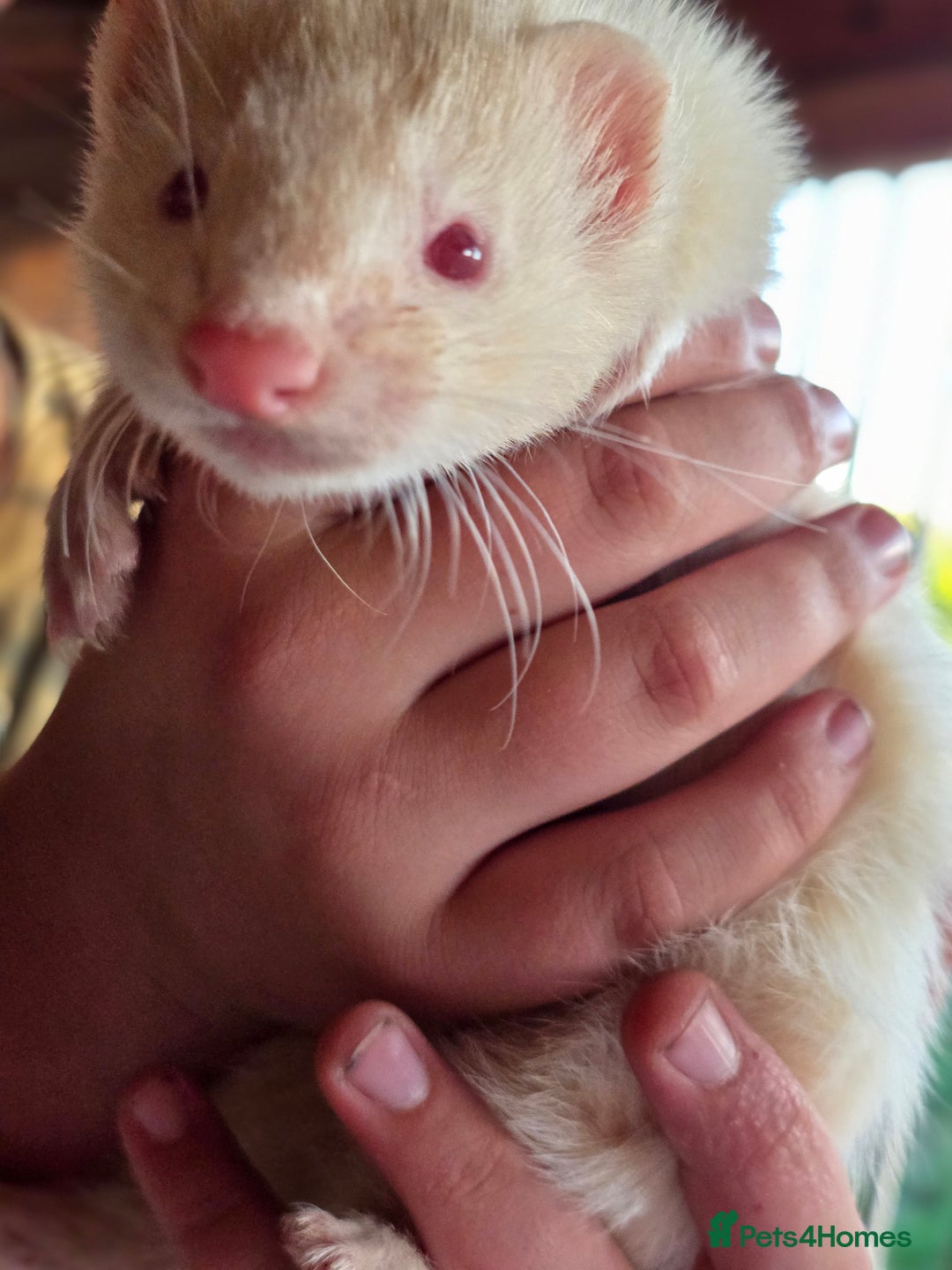 Ferret rodents for sale: ferret kits hobs and jills for sale - Image 14