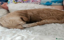 Maltipoo dogs for sale: Stunning Maltipoo Puppies ❤️  - Image 22