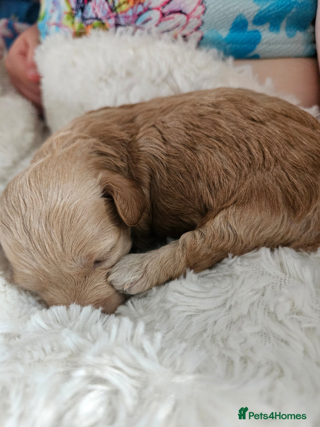 Maltipoo dogs for sale: Stunning Maltipoo Puppies ❤️  - Image 22