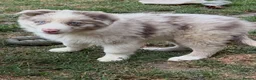 Border Collie dogs for sale: Beautiful Border Collie Puppies for Sale  in Boston - Advert 11
