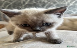 British Shorthair cats for sale: 5 beautiful British shorthair boys  - Image 9