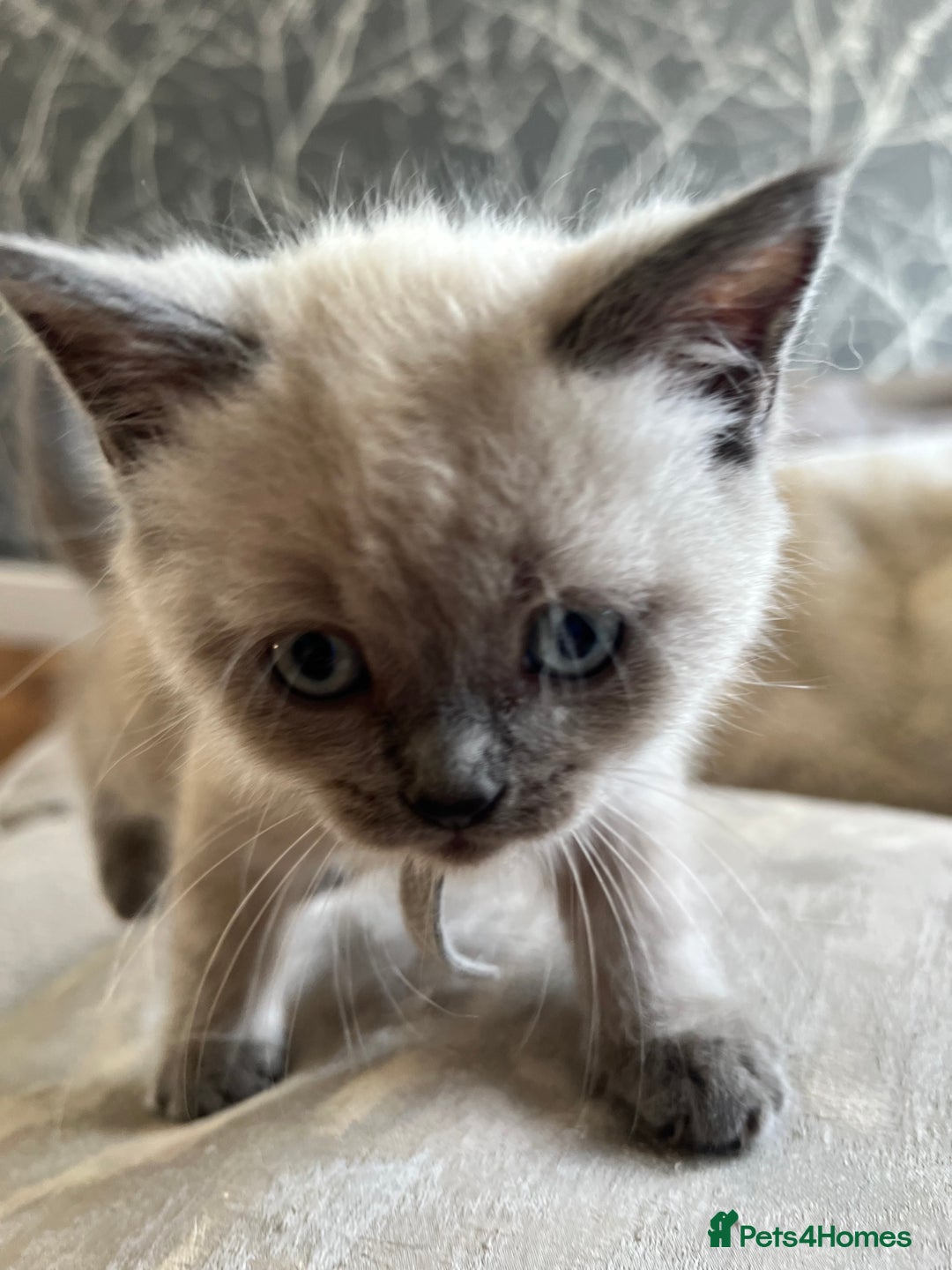 British Shorthair cats for sale: 5 beautiful British shorthair boys  - Image 9
