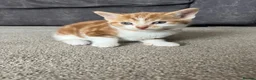 Domestic Shorthair cats for sale: Beautiful male kittens  - Advert 9