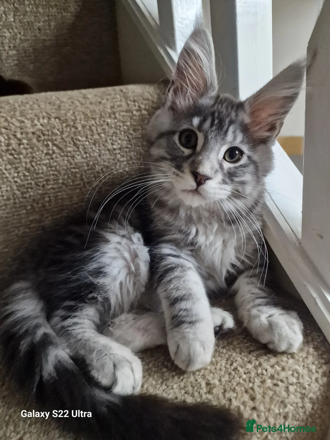 Maine Coon cats for sale:  Kittens – Licensed Fenikscoon Cattery (UK) 🐾 - Advert 22