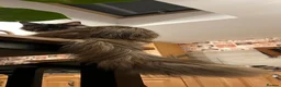 Maine Coon cats for sale: ❤️ Beautiful Maine Coon XL TICA Kittens ❤️ - Advert 14