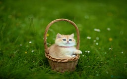 British Shorthair cats for sale: 🔥Exceptional GCCF pedigree golden BSH - Image 16