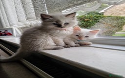 Ragdoll cats for sale: Beautiful Ragdoll Kitten  - Image 11