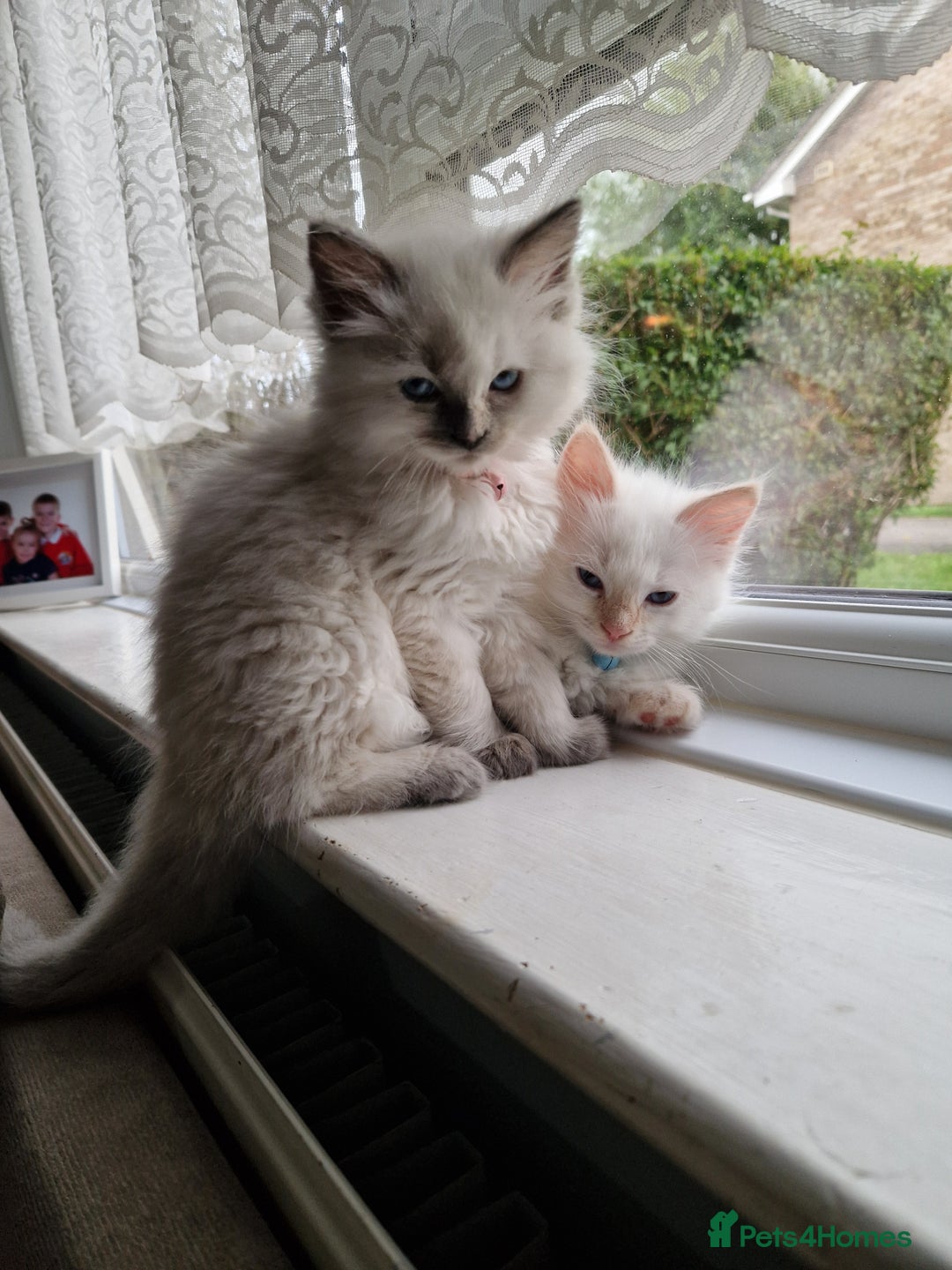 Ragdoll cats for sale: Beautiful Ragdoll Kitten  - Image 11