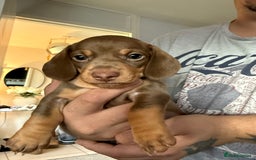 Miniature Dachshund dogs for sale: 🐶 Adorable Dachshund puppies for sale 🐶 - Image 4