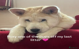 Siberian Husky dogs for sale: 3 fluffy chowski’s  - Advert 29