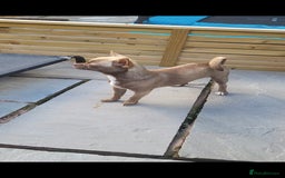 Chihuahua dogs for sale: Female Lilac/Chocolate Girl - Image 2