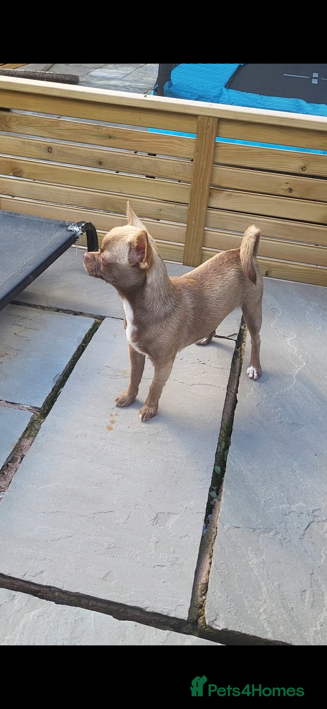 Chihuahua dogs for sale: Female Lilac/Chocolate Girl - Image 2