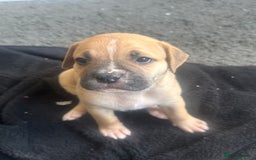 Mixed Breed dogs for sale: Pups for sale - Image 10