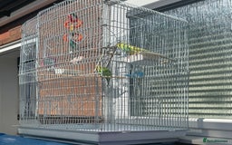 Lovebirds birds for sale: Adorable Love birds with cage for sale  - Image 3