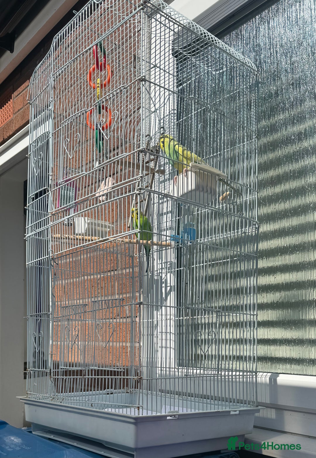 Lovebirds birds for sale: Adorable Love birds with cage for sale  - Image 3