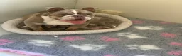 English Bulldog dogs for sale: Raised with love, bred with care - Advert 4
