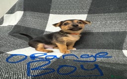 Jack Russell dogs for sale: Stunning black & tan jack Russell’s   - Image 3