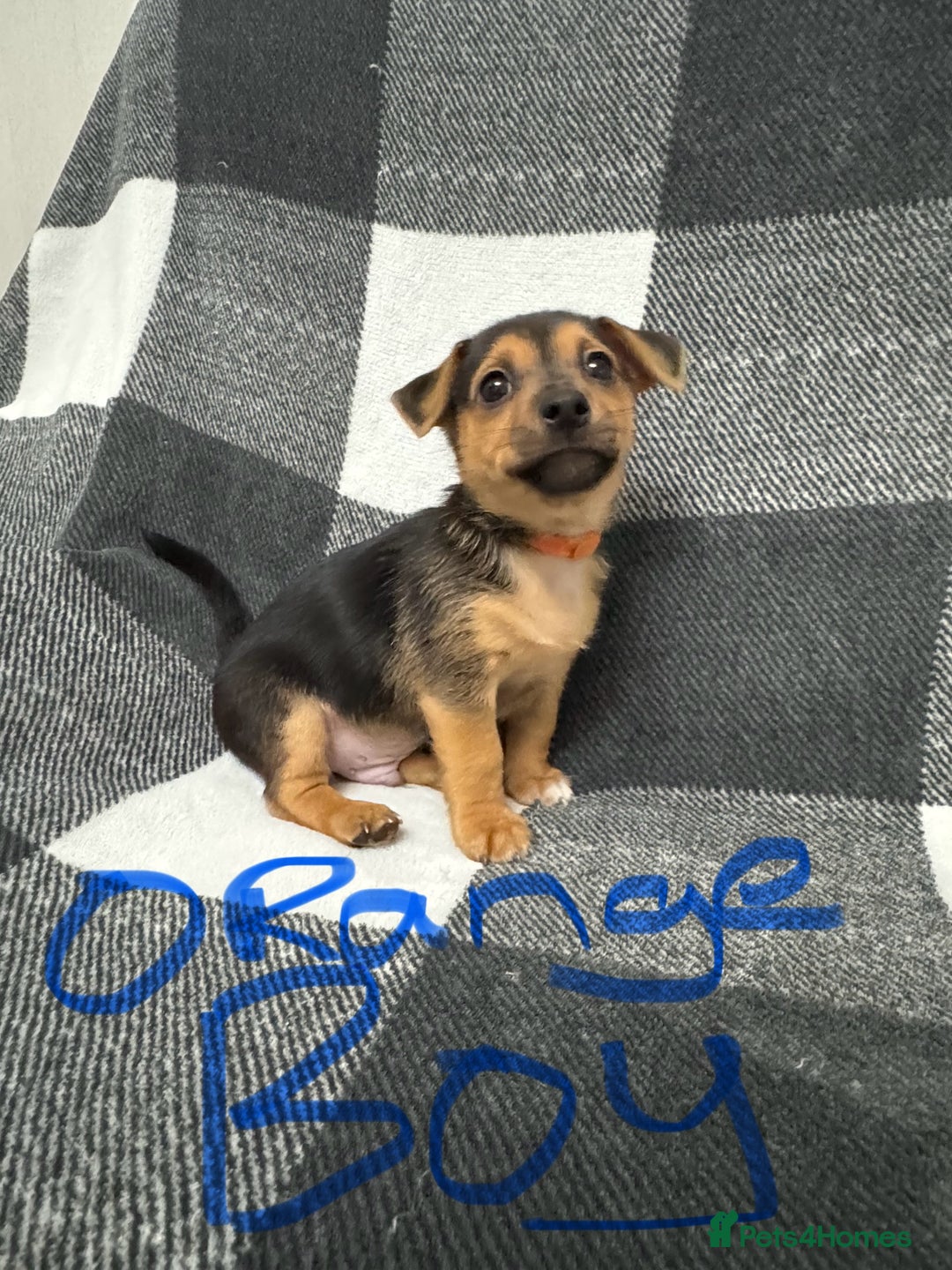 Jack Russell dogs for sale: Stunning black & tan jack Russell’s   - Image 3