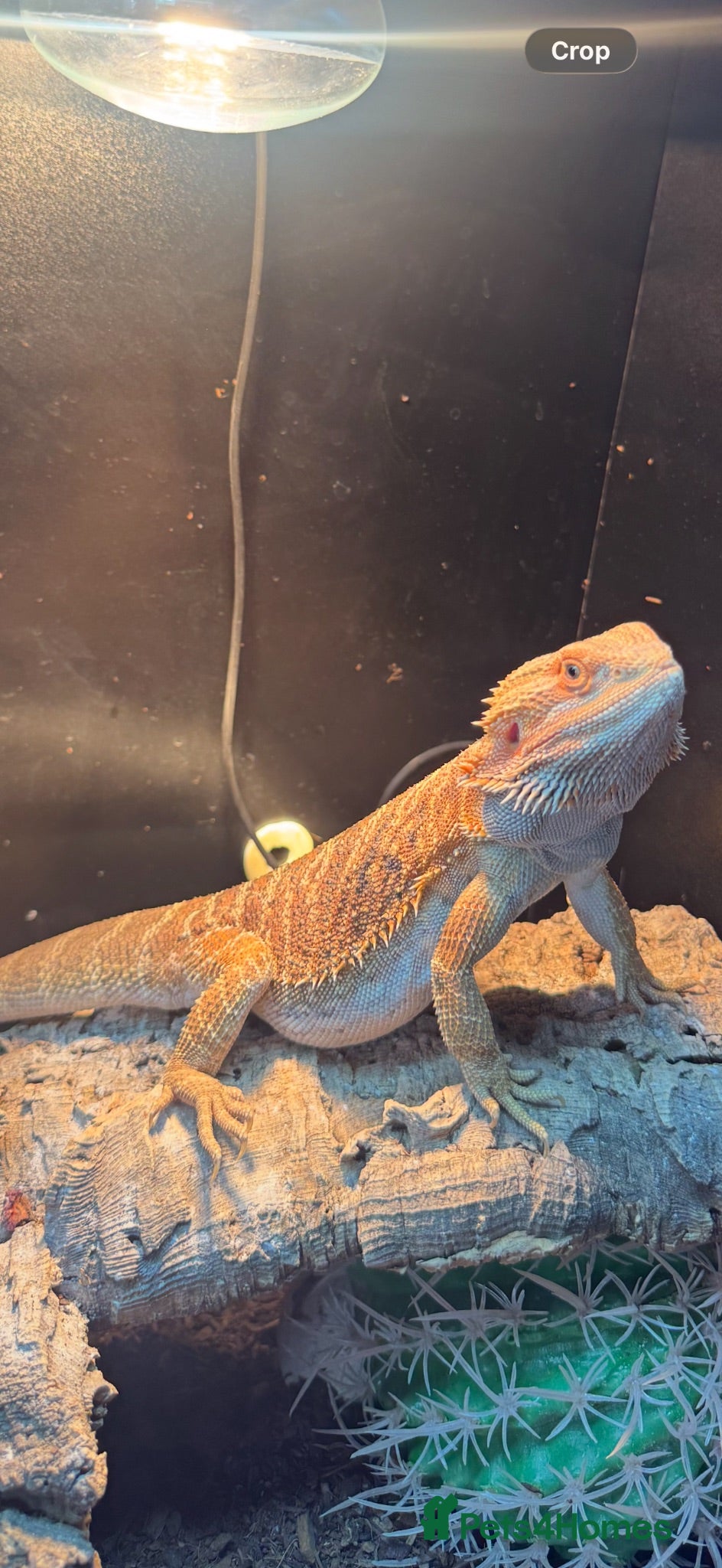 Bearded Dragon reptiles Male bearded dragon  - Advert 1