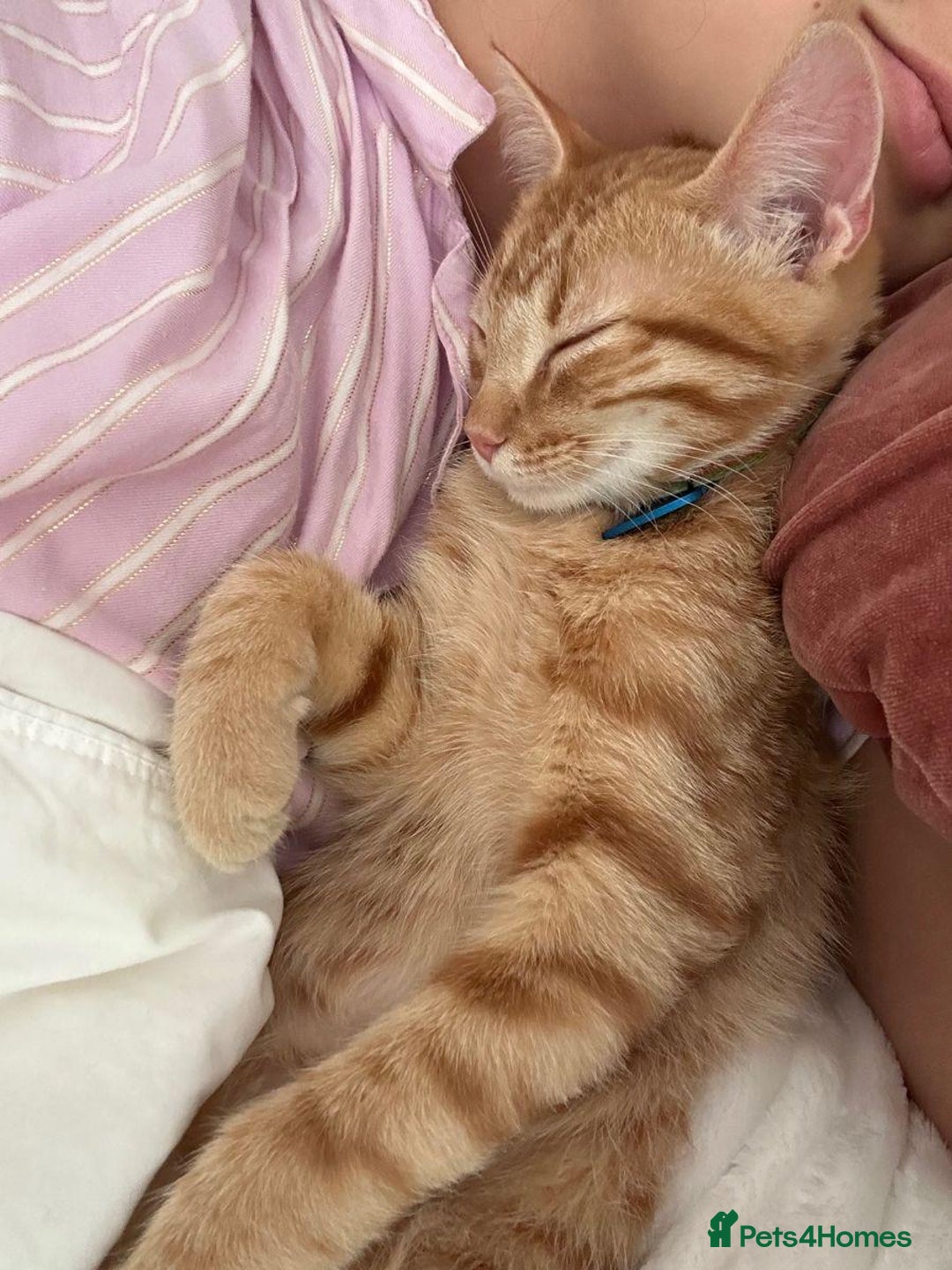 Mixed Breed cats for sale: GORGEOUS GINGER GIRL KITTEN - Advert 3