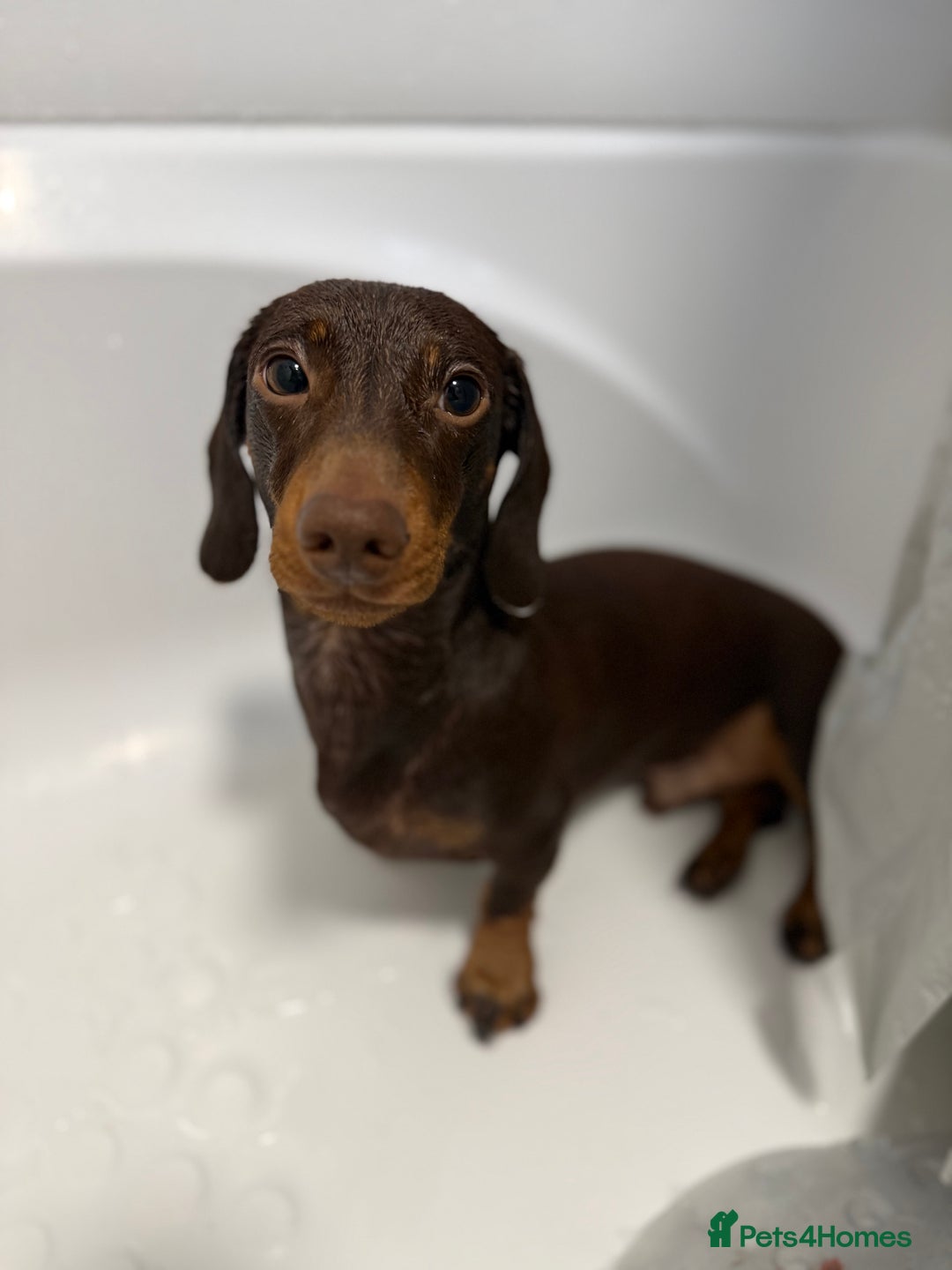 Miniature Dachshund dogs for sale: 1 year old miniature dachshund for sale  - Advert 4
