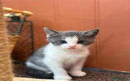 Mixed Breed cats for sale: 🐾 Adorable Kittens For Forever Homes 🐾  - Image 11