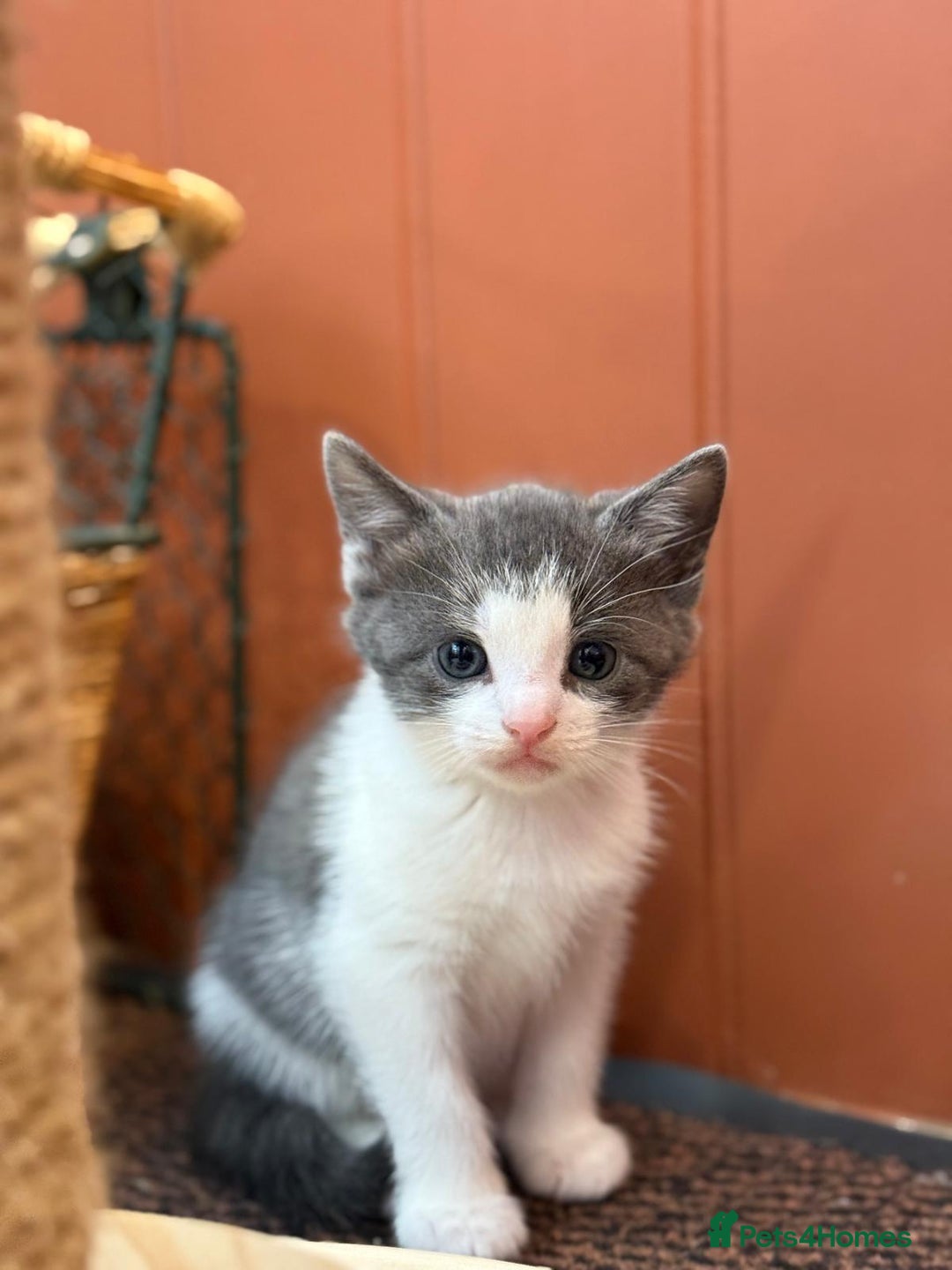 Mixed Breed cats for sale: 🐾 Adorable Kittens For Forever Homes 🐾  - Image 11
