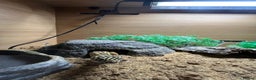 Gecko reptiles for sale: Leopard Gecko  - Advert 4