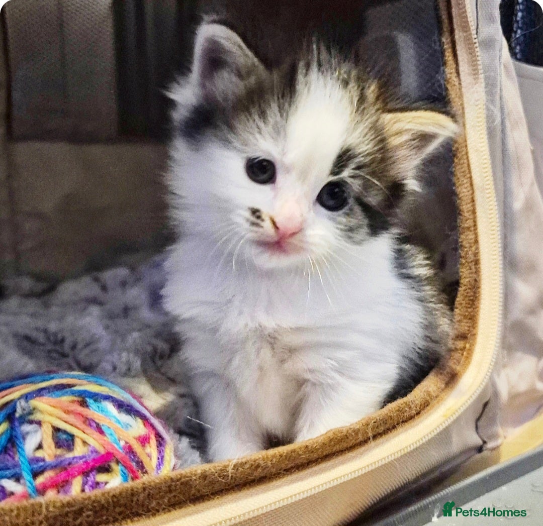 Ragdoll cats for sale: Part Ragdoll Female Kittens  - Image 1