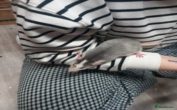 Rat rodents for sale: Fancy Rats  - Image 6