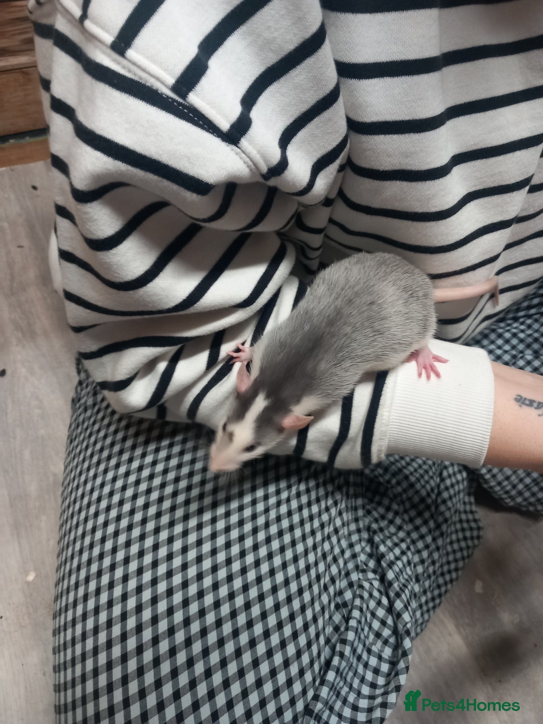 Rat rodents for sale: Fancy Rats  - Image 6