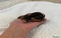 Chihuahua dogs for sale: Rare long haired Chocolate & tan with green eyes  - Image 6