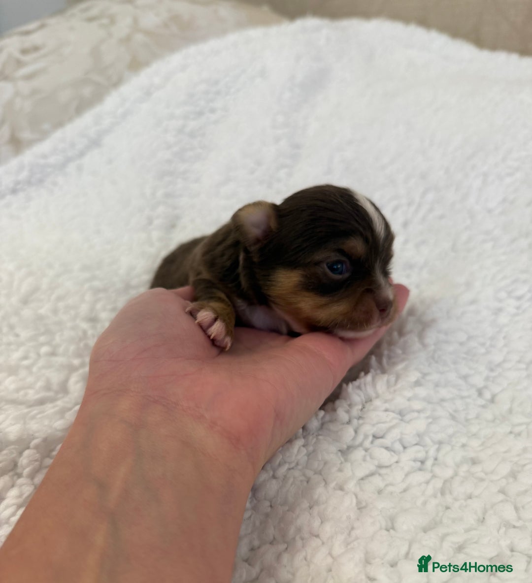 Chihuahua dogs for sale: Rare long haired Chocolate & tan with green eyes  - Image 6