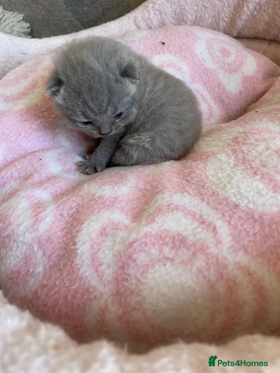 British Shorthair cats for sale: British Shorthair Blue Male GCCF registered - Advert 2