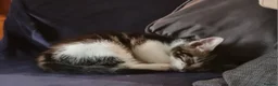 Mixed Breed cats for sale: Gorgeous kittens ready for loving homes - Advert 3