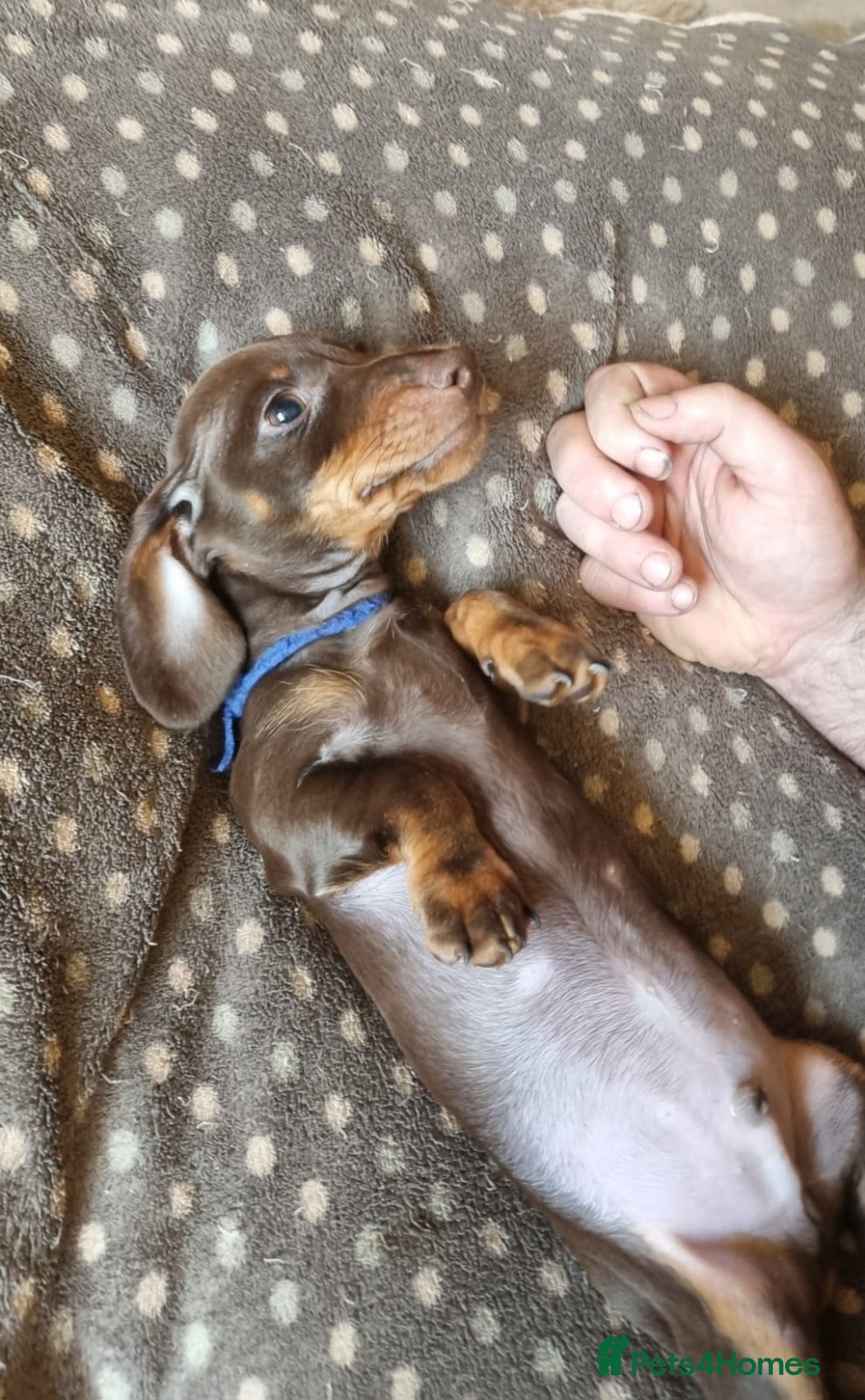 Miniature Dachshund dogs for sale: Gorgeous Mini Smooth Dachshunds Ready Now - Image 17
