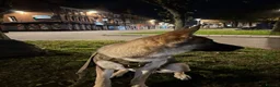 Belgian Shepherd Dog dogs for sale: Selling my beautiful jax  in Redditch - Advert 3