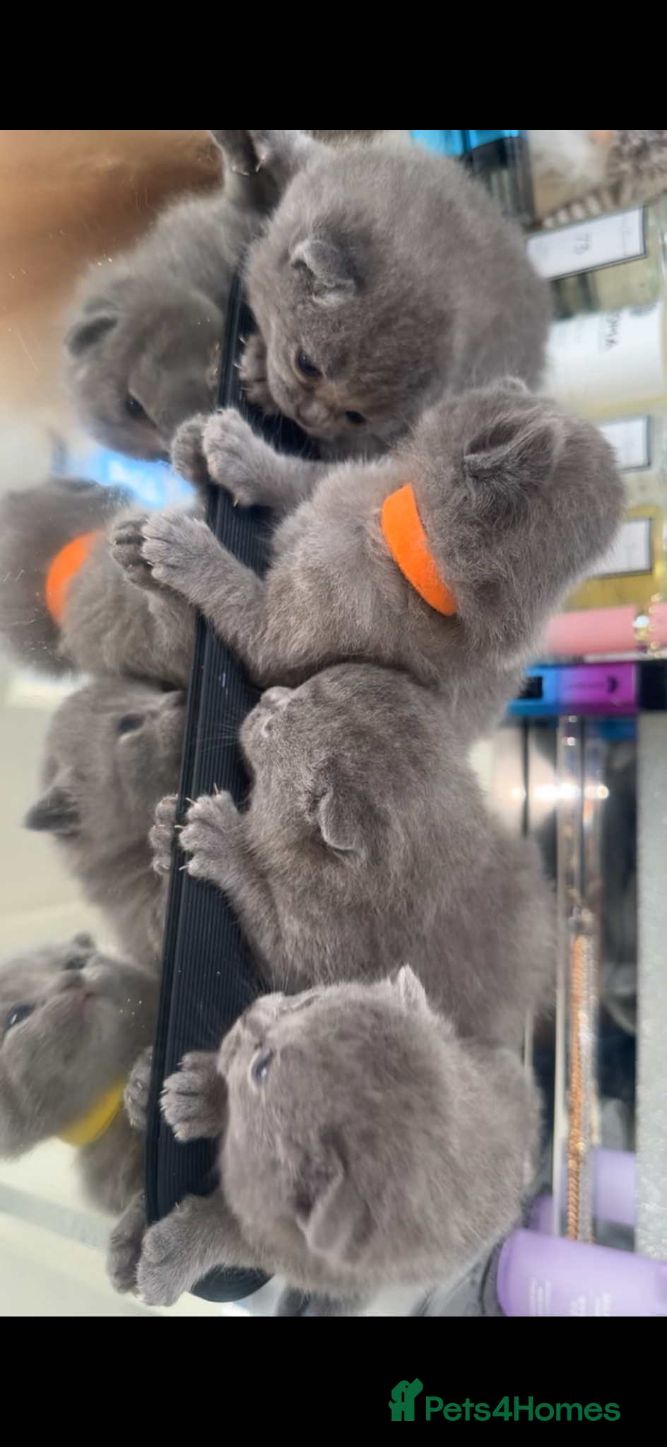 British Shorthair cats MOST ADORABLE BRITISH SHORTHAIR FOR SALE - Advert 2