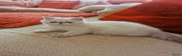 Exotic cats for sale: Pedigree exotic female kitten  - Advert 4